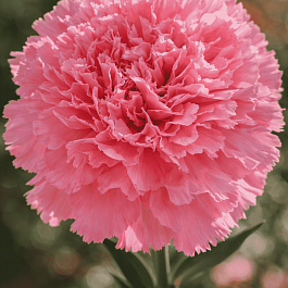 Гвоздика standaard Paris