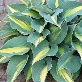 Хоста Catherine