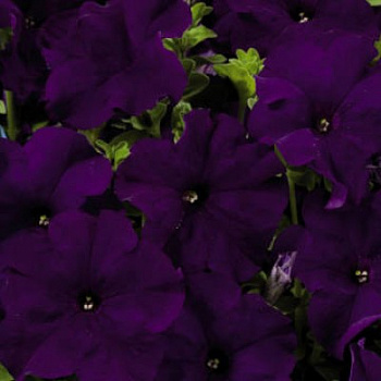 Петуния грандифлора Аладдин Блю