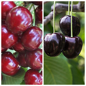 Дерево-сад (2-3х летка) черешня 2 сорта Тютчевка-Ленинградская черная