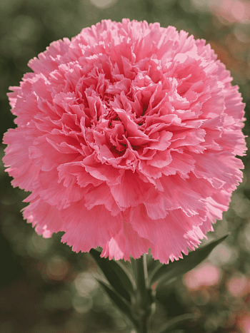 Гвоздика standaard Paris