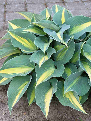 Хоста Catherine