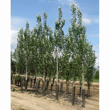 Тополь белый Ракет