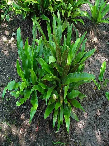 Асплениум Сколопендриум