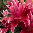 Лилия Roselily Elena