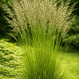 Молиния голубая Torch