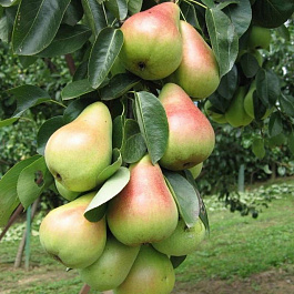 Груша пирамидальная Сапфира