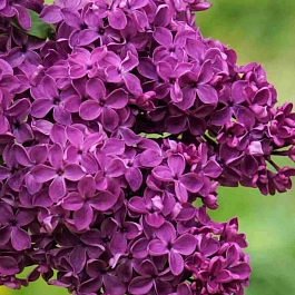 Сирень обыкновенная Френк Патерсон