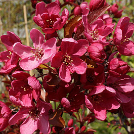 Яблоня декоративная Флорибунда