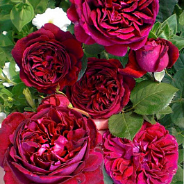 Роза парковая Рэспбери Вайн