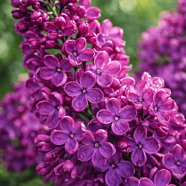 Сирень обыкновенная Индия