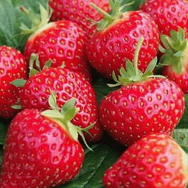 Земляника садовая Хоней