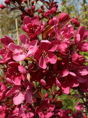 Яблоня декоративная Флорибунда