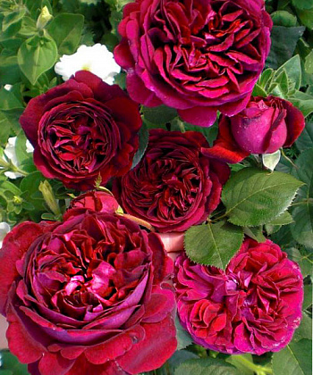 Роза парковая Рэспбери Вайн