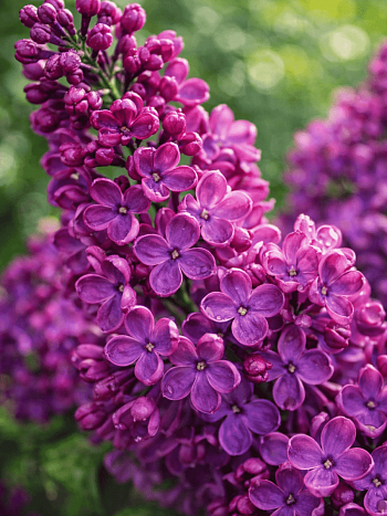 Сирень обыкновенная Индия