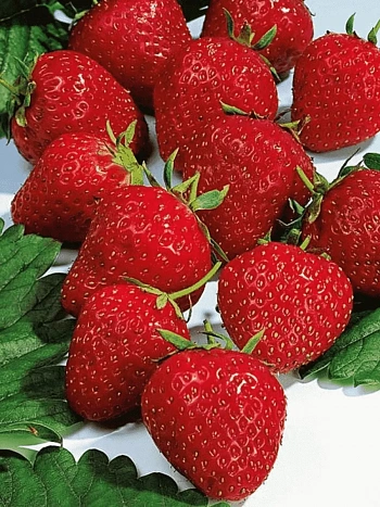 Земляника садовая Эльвира