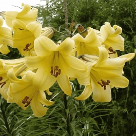Лилия Golden Splendour
