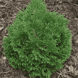 Туя западная Little boy