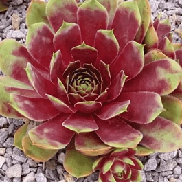 Молодило гибридное Cherry Tart