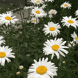 Нивяник наибольший Lagrande