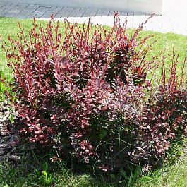 Барбарис оттавский Суперба