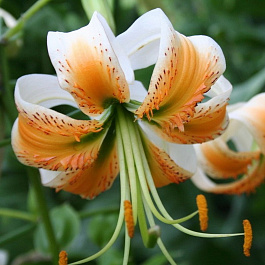 Лилия видовая Леди Элис Лилия видовая Леди Элис