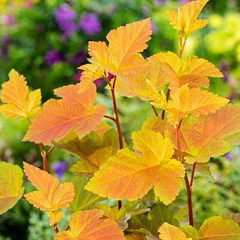 Пузыреплодник калинолистный Мэджик Болл