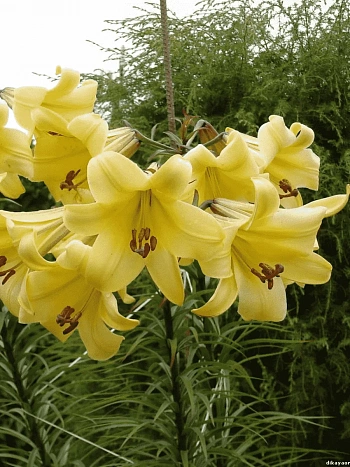 Лилия Golden Splendour