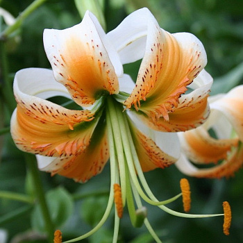 Лилия видовая Леди Элис