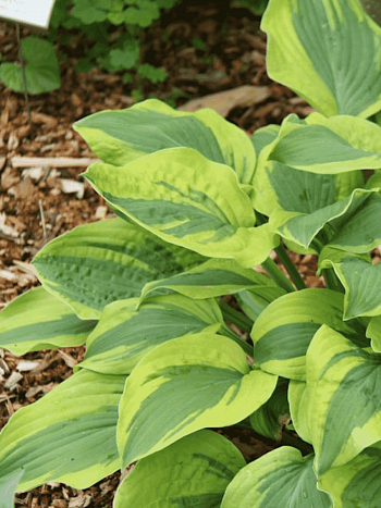 Хоста Velvet Moon