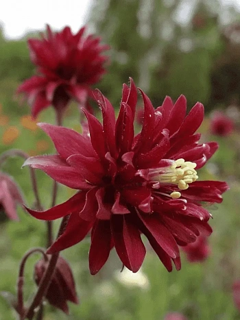 Аквилегия обыкновенная Barlow Bordeaux