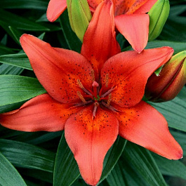 Лилия азиатская Лондрина