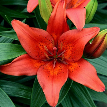 Лилия азиатская Лондрина