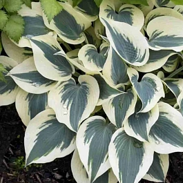 Хоста Blue Ivory