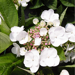 Гортензия крупнолистовая Либелла