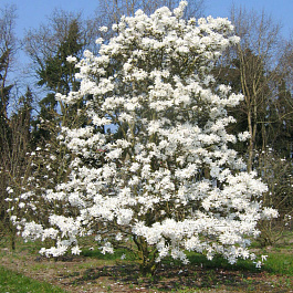 Магнолия звездчатая Стеллата