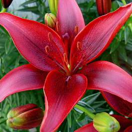 Лилия ЛА-гибрид Покерфейс НАБОР 2ШТ (2+2)