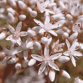 Очиток белый