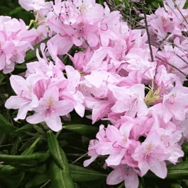 Рододендрон Школьница