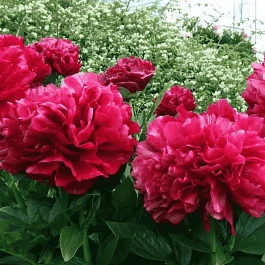 Пион Молочноцветковый Red Sarah Bernhardt