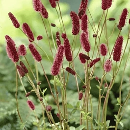 Кровохлебка Мензиса