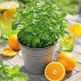Мята Апельсиновая