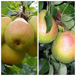 Дерево-сад (2-3х летка) груша 2 сорта Просто Мария-Мраморная Дерево-сад (2-3х летка) груша 2 сорта Просто Мария-Мраморная