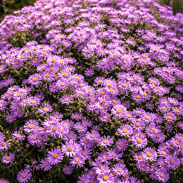 Астра кустарниковая Herbstgruss vom Besserhof