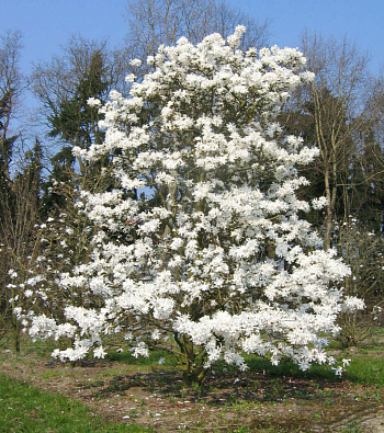 Магнолия звездчатая Стеллата