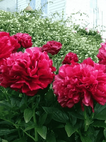 Пион Молочноцветковый Red Sarah Bernhardt