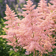 Астильба японская Peach Blossom