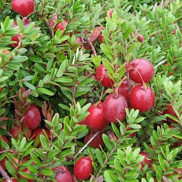 Клюква крупноплодная Мак Фарлен