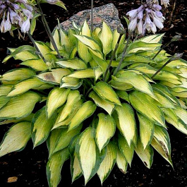 Хоста гибридная Пэрэдайс Джойс
