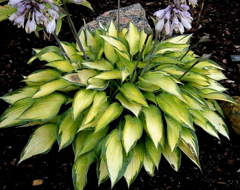 Хоста гибридная Пэрэдайс Джойс